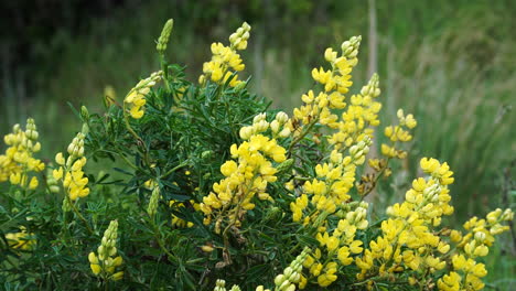 vista de cerca de las flores de lupino arbusto amarillo moviéndose con el viento
