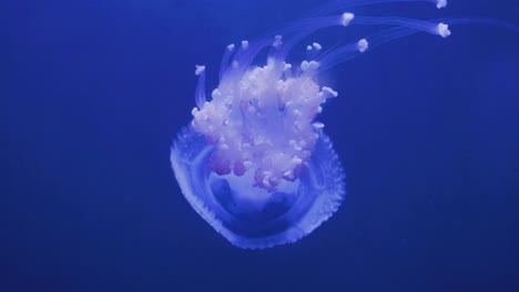 a colorful spotted jellyfish with long tentacles swimming slowly in deep, clear water