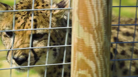 Gefährdeter-Gepard-Hinter-Zaun-Gehender-Majestätischer-Unheimlicher-Raubtiermörder-Sperrte-Ihren-Fokus-Auf-Person-Safari-Zoo-Niemand-In-Der-Nähe