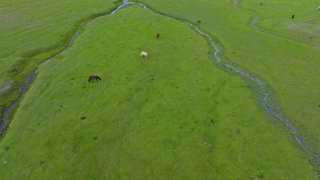 Vista-Aérea-De-Caballos-Pastando-En-Los-Prados-Cerca-Del-Río-Shilik-En-Kazajstán,-Asia-Central.