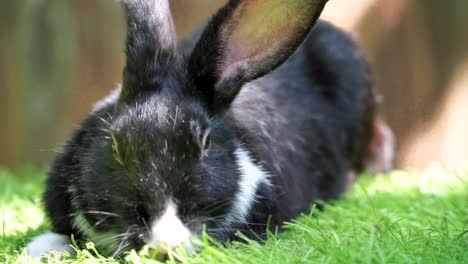 black and white fluffy bunny on the grass - adorable rabbit