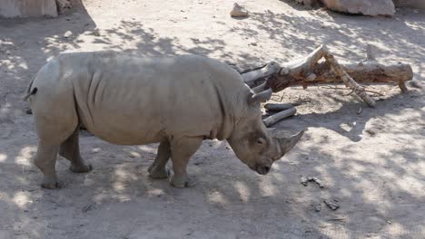 static-shot-of-a-rhinoceros-looking-around