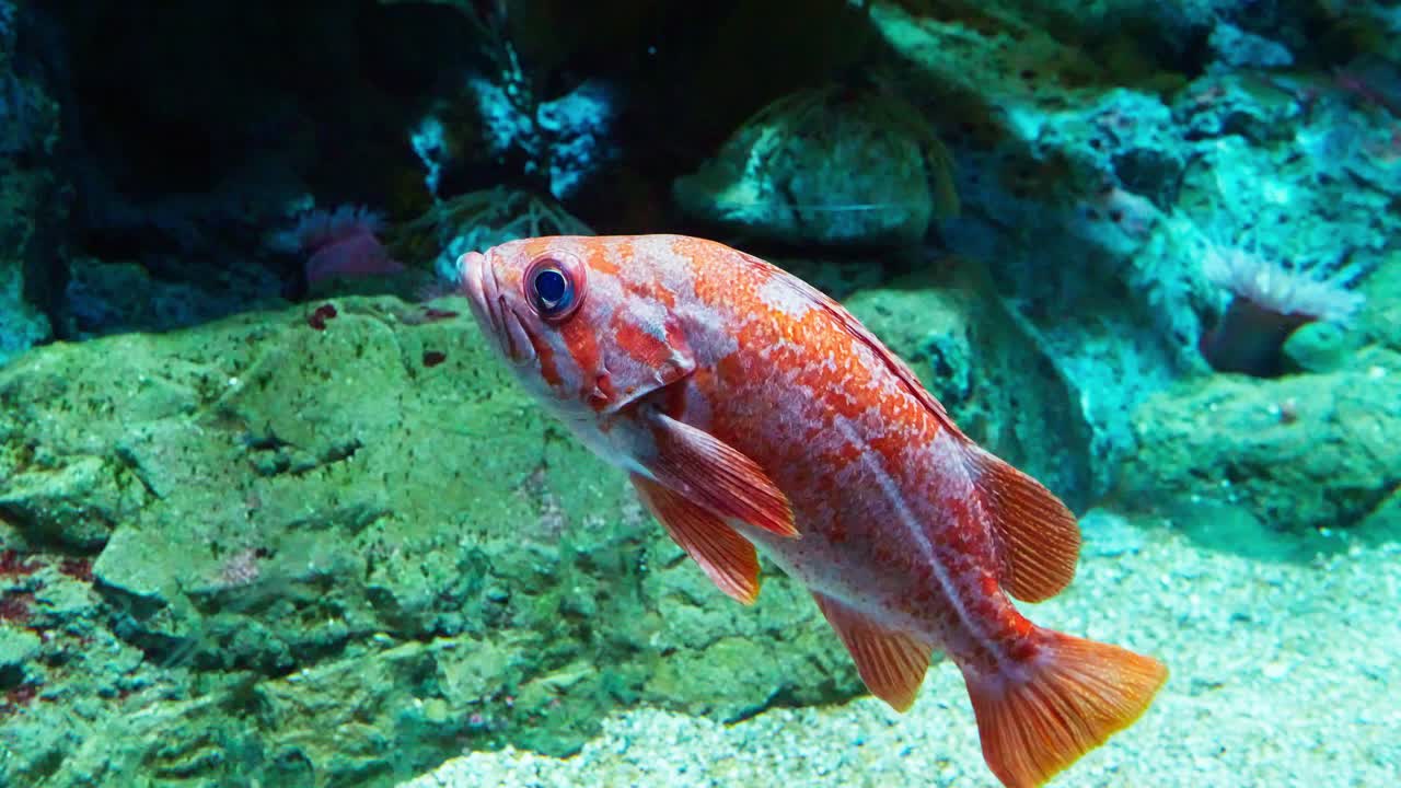 hermoso pez inmortal sebastes miniatus parado junto a rocas en un gran acuario