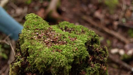 tight shot of a women's hand pushing off a log while she is hiking in the countryside of canada