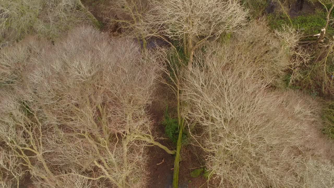 Uprooted trees and scattered debris in the forest after a strong windstorm, aerial top down ascend through canopy, Barna Woods, Galway Ireland