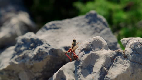 Enfoque-En-Rack,-Empuje-Hacia-El-Cricket-O-El-Saltamontes-Extendiendo-Las-Piernas-Moviéndose-A-Través-De-La-Roca-Gris.