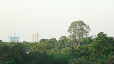 Paisaje-Urbano-Rodeado-De-Selva