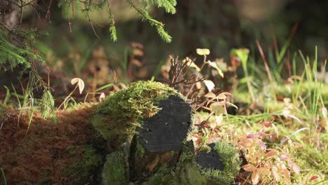 tronco de árbol en descomposición cubierto de musgo en el o