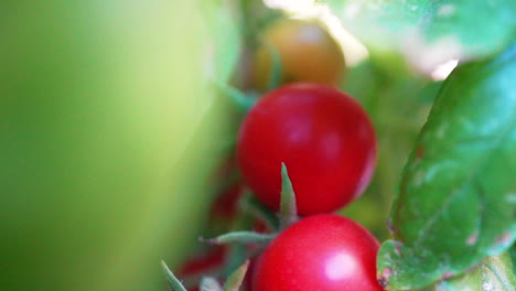 Isolierte-Ansicht-Einer-Gruppe-Von-Kirschtomaten,-Die-An-Einem-Windigen-Tag-Auf-Dem-Busch-Reifen