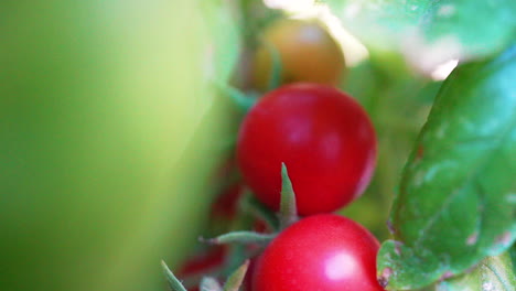 vista aislada de un racimo de tomates cherry madurando en el arbusto en un día ventoso