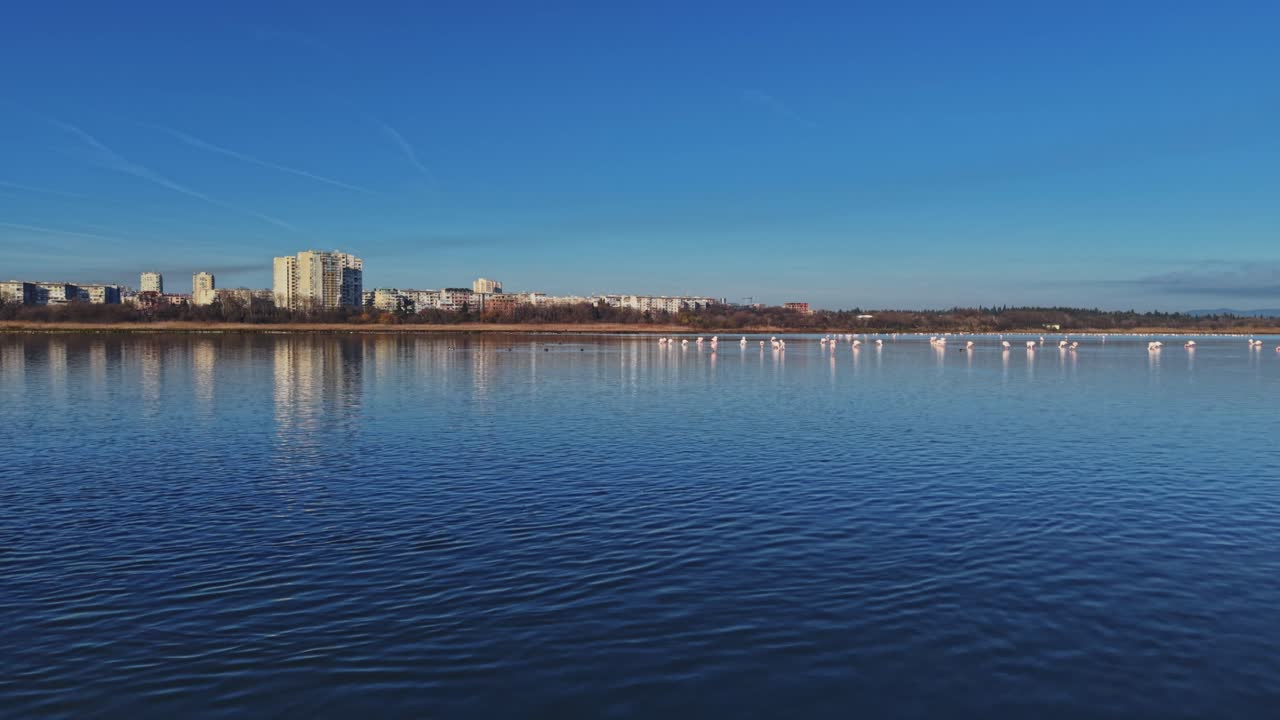 Flamingos gather at a lake in a city during bright daylight