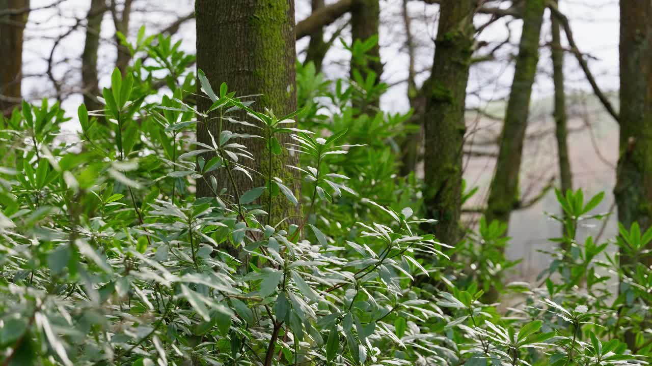 Winterliche Waldszene mit sanft im Wind schwankenden Sträuchern, umgeben von hohen Waldbäumen.