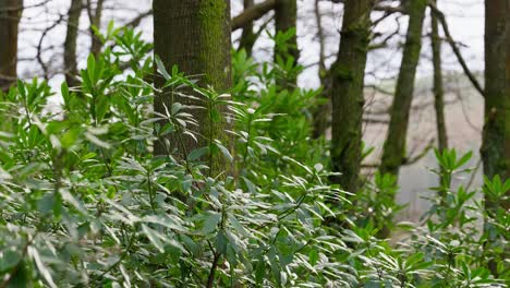 Woodland-winters-scene-showing-shrubs-swaying-softly-in-the-wind-surrounded-by-tall-forest-trees