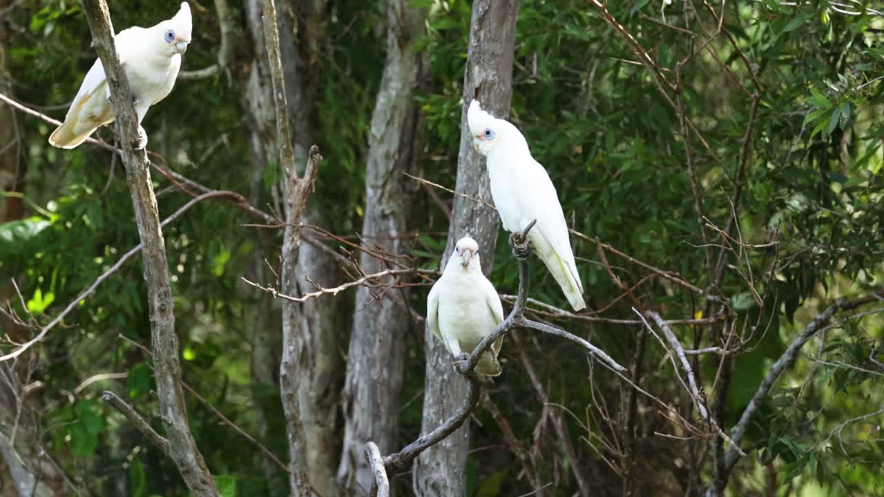 dos cacatúas socializando en una rama de un árbol