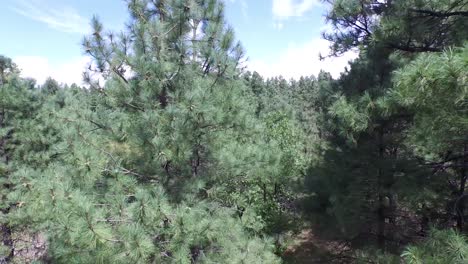 drone aerial footage of the pine forest of the prescott national forrest,