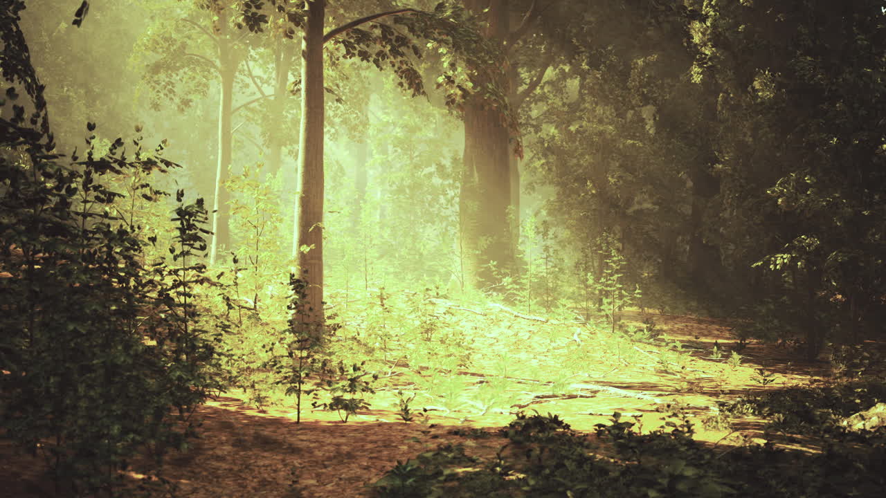 Sunlight filters through trees in a lush forest during the early morning hours