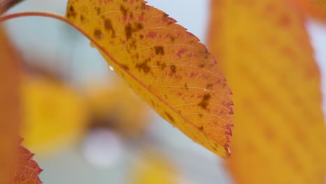 Detail-of-Yellow-Decaying-Birch-Tree-leaves-In-Autumn-Swaying-In-The-Wind---Extreme-close-up