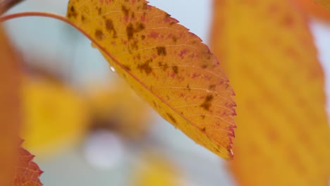detalle de las hojas amarillas de los árboles de abedul en descomposición en otoño balanceándose en el viento - primer plano extremo