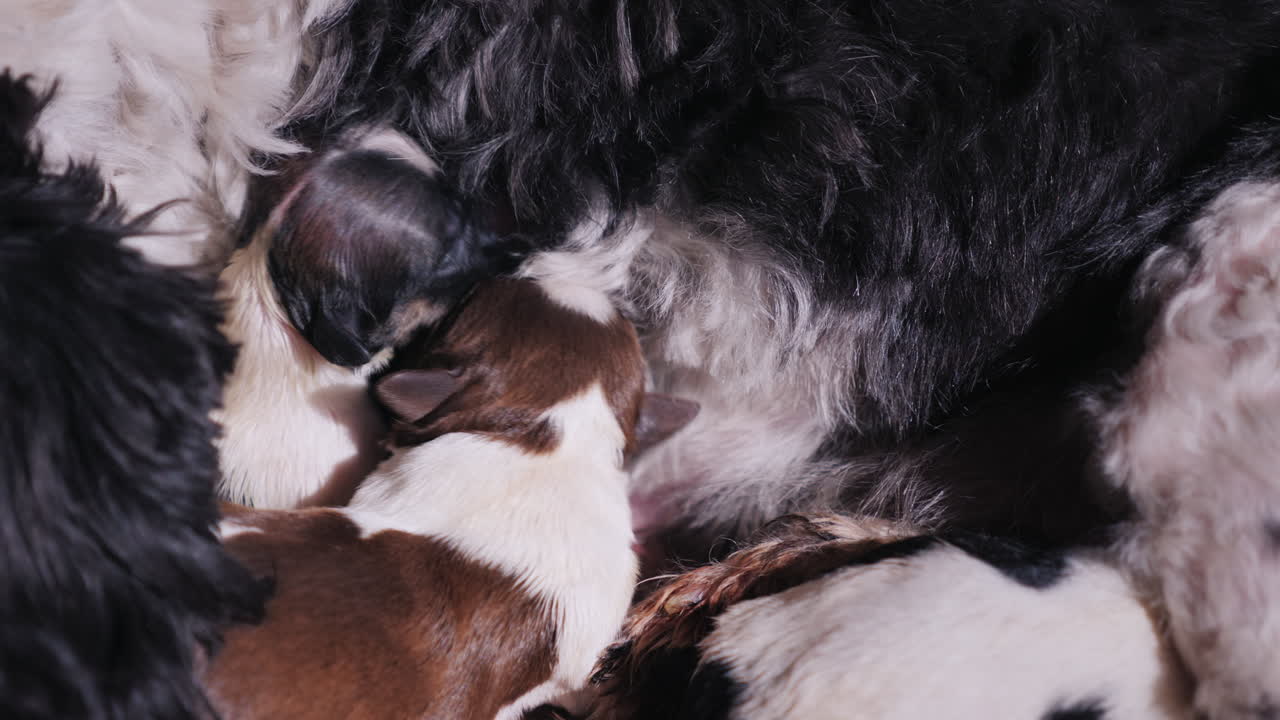 perro después de dar a luz con cachorro recién nacido 13