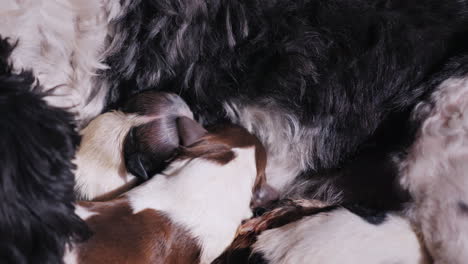 perro después de dar a luz con cachorro recién nacido 13