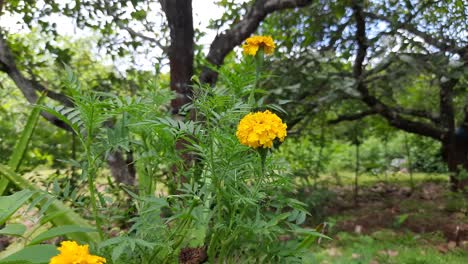 close up of yellow marigolds in nature swaying in wind