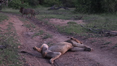 male lion sprawled out, sleeping on his back while his brother walks around behind him