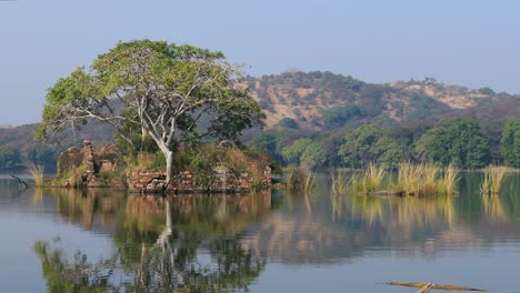 la selva de la india. el parque nacional de ranthambore rajasthan india. la hermosa naturaleza de la india