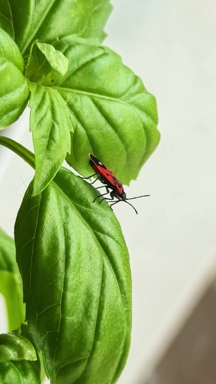 Primo piano di una cimice rossa e nera che striscia su una fresca foglia verde di basilico. Formato verticale.