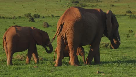 family of elephants with calf in the green fields eating