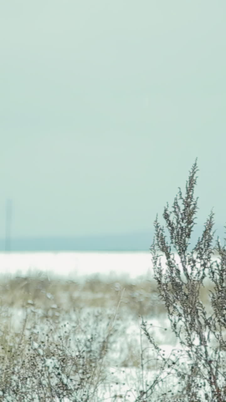 식물 들 이 있는 눈