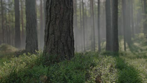 closeup of a pine tree trunk emerging from a lush forest undergrowth, bathed in morning sunlight and embraced by a soft veil of fog