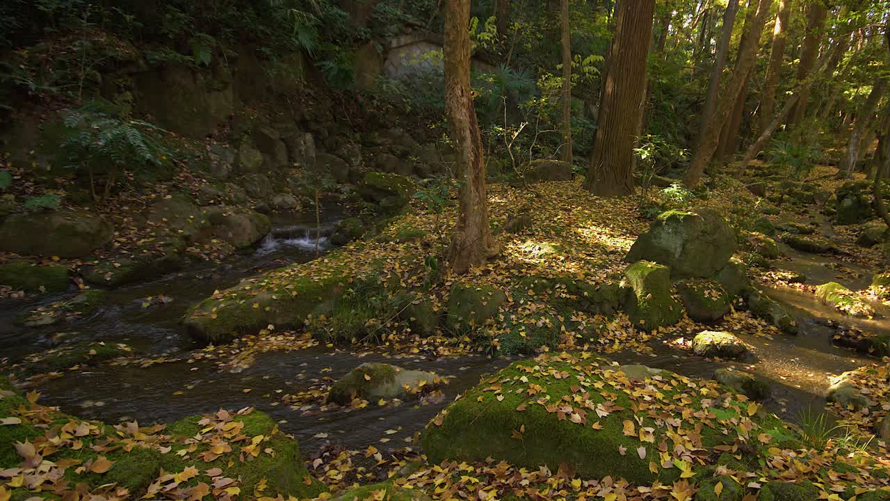 Stream runs through tranquil forest with autumn leaves on mossy ground