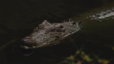 a crocodile swims calmly in a dark pond