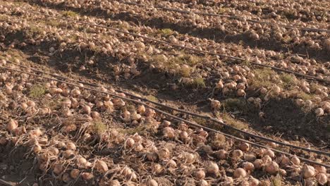la cosecha de cebollas. un gran campo lleno de cebolla. concepto de cosecha