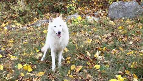 Rocky-Mountain-Gray-Wolves-run-and-jump-for-food