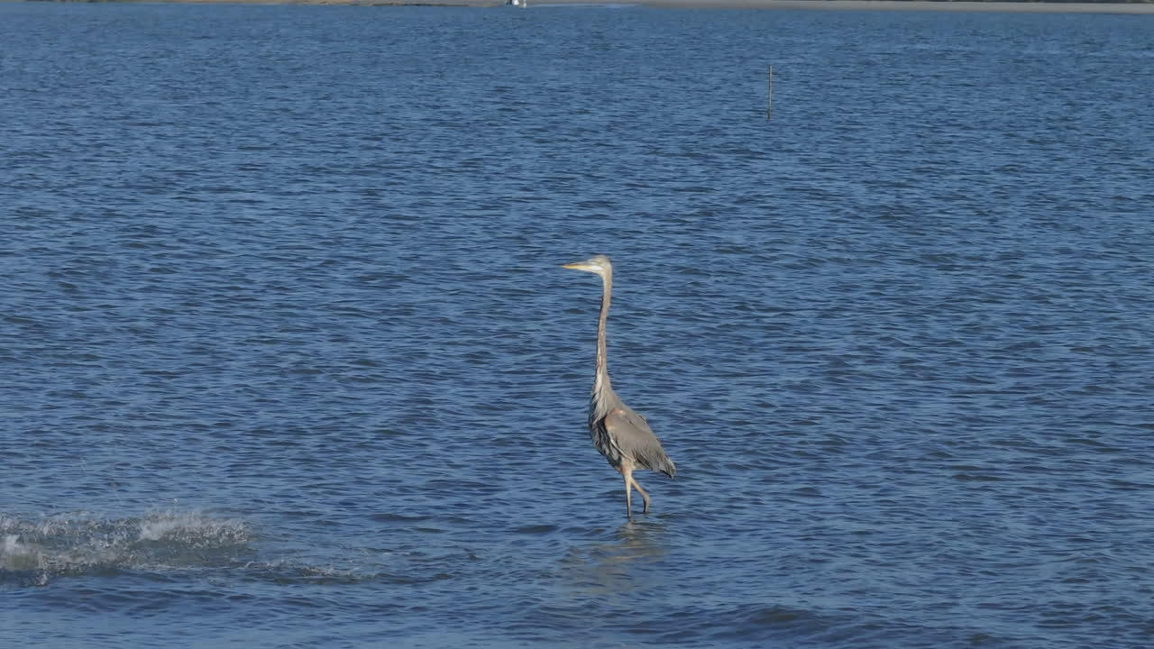 большая голубая цапля в воде