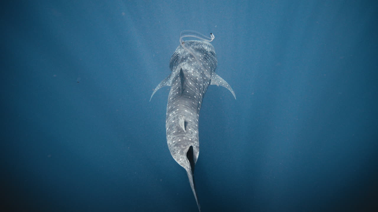 고래 상어는 플라스틱 잔해의 한 조각으로 지느러미를 앞뒤로 움직이고, 오염물질이 느린 속도로 떠다니며 지나간다.