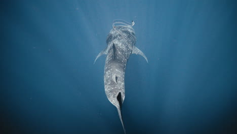 whale shark sways moving fin back and forth as piece of plastic marine debris pollution floats past, slow motion