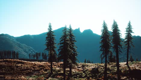 trees on meadow between hillsides with conifer forest