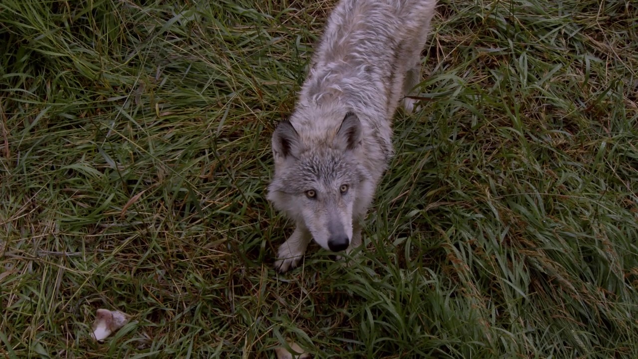 A grey wolf named Koa.