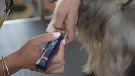 grooming paws of yorkshire terrier in dog salon