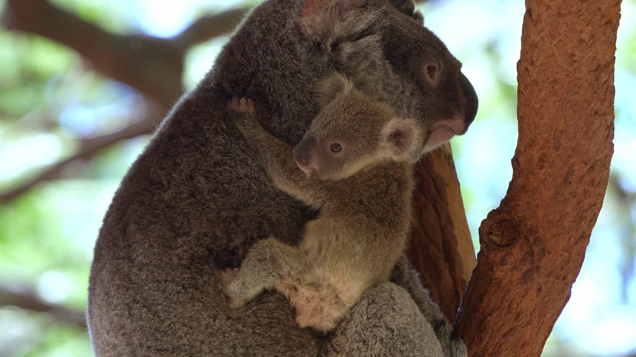 A koala mother and her baby embrace in a tree