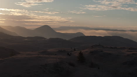 Goldener-Wandteppich:-Der-Sonnenaufgang-Malt-Das-Land,-Während-Kühe-In-Harmonie-Grasen