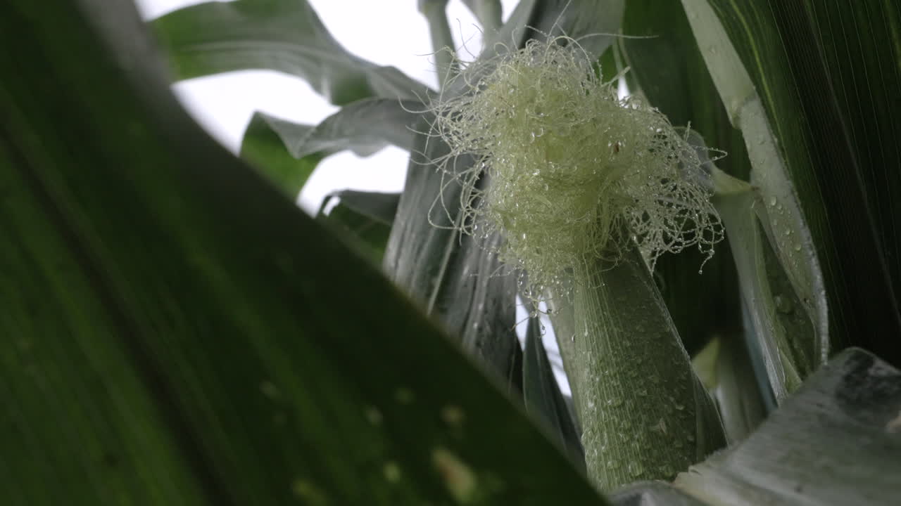 젖은 옥수수의 슬로우 모션 슬라이더 샷