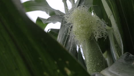 Slow-motion-slider-shot-of-wet-corn