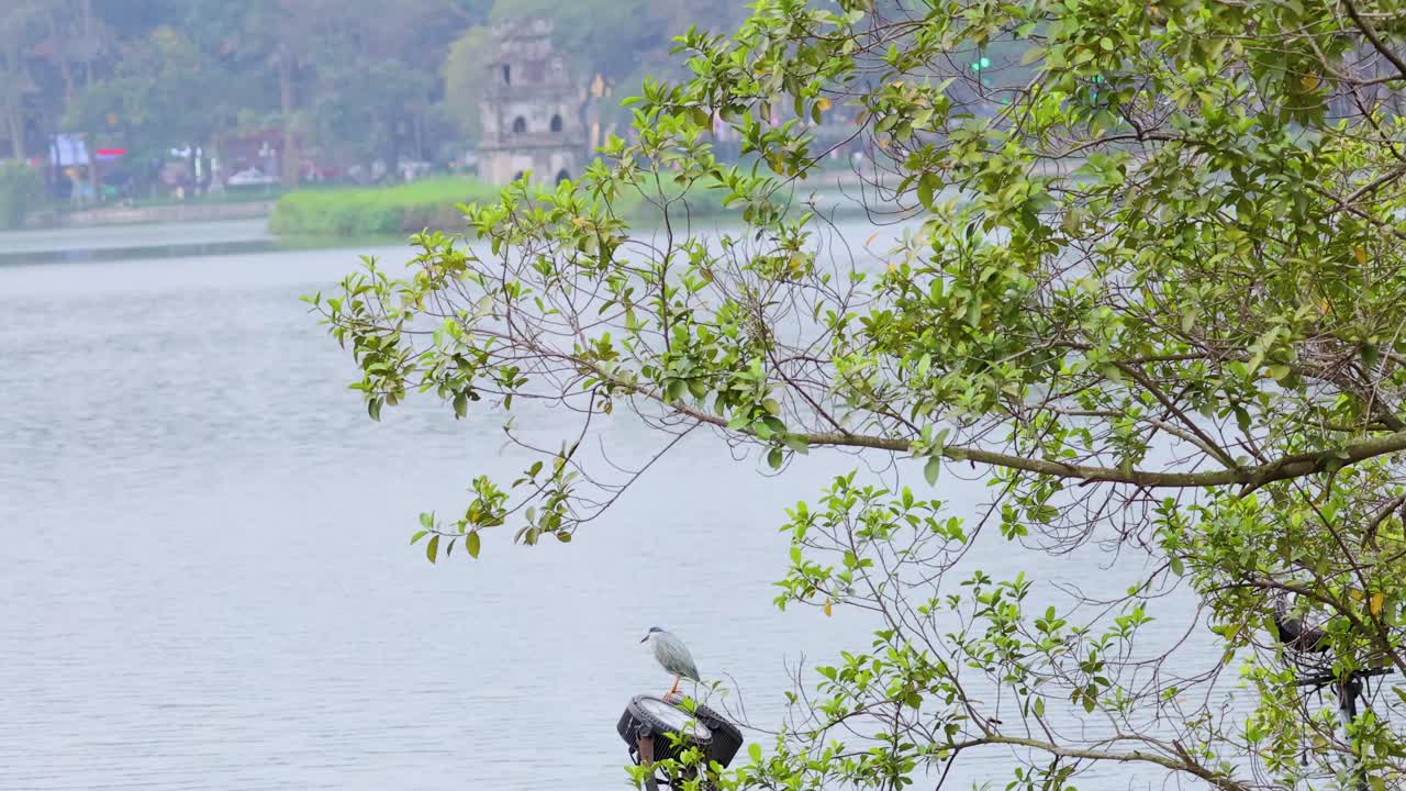 경치 좋은 호수 근처 의 가지 에 앉아 있는 여우