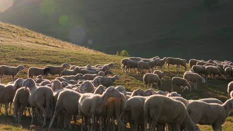 Flock-Of-Sheep-Grazing-In-The-Pasture-At-The-Valley-In-Castelluccio,-Umbria,-Italy-On-A-Sunny-Morning