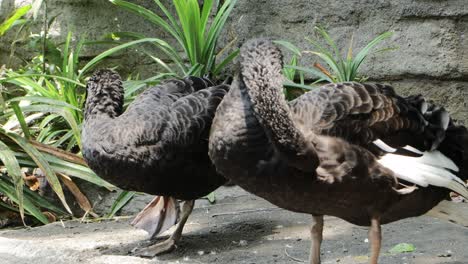 black swan preening by the pond in lush natural habitat