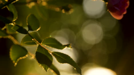 Von-Hinten-Beleuchtete-Korallenrote-Rose-Im-Garten-Bei-Sonnenaufgang-Mit-Riesigem-Runden-Bokeh-Im-Hintergrund---Nahaufnahme-Makro