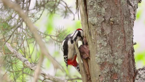 Great-spotted-woodpecker-bird-on-a-tree-looking-for-food.-Great-spotted-woodpecker-(Dendrocopos-major)-is-a-medium-sized-woodpecker-with-pied-black-and-white-plumage-and-a-red-patch-on-the-lower-belly